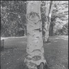 Tree trunk with carvings