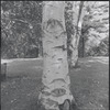 Tree trunk with carvings