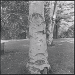 Tree trunk with carvings