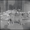 Cat and dog. New York, NY