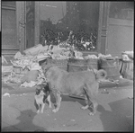 Cat and dog. New York, NY