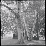 Trees