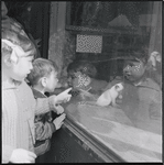 Children looking at pet store window. New York, NY