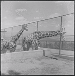 Zoo