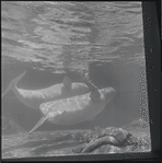 Aquarium