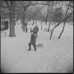 Sledding in Central Park. New York, NY