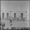Zoo