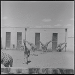 Zoo