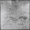 Fish in shallow water
