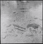 Fish in shallow water