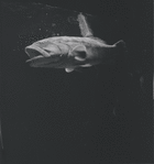 Aquarium
