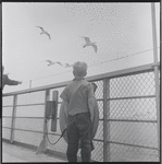 Boy watching seagulls