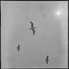 Seagulls