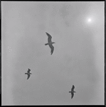 Seagulls