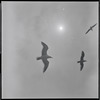 Seagulls