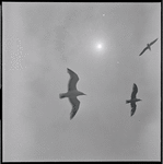 Seagulls