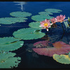 Water lilies. New York, NY