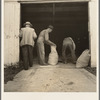 Farmers sack mixed grasshopper bait for use on their farms to control the pest. Oklahoma City, Oklahoma