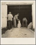 Farmers sack mixed grasshopper bait for use on their farms to control the pest. Oklahoma City, Oklahoma
