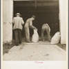 Farmers sack mixed grasshopper bait for use on their farms to control the pest. Oklahoma City, Oklahoma