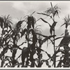 Corn. Washington County, Mississippi