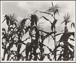 Corn. Washington County, Mississippi