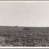 Houses dot the fields, abandoned before the march of the tractor. Aldridge Plantation near Leland, Mississippi