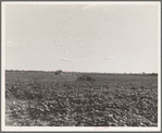 Houses dot the fields, abandoned before the march of the tractor. Aldridge Plantation near Leland, Mississippi