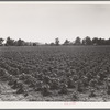 Check row planted cotton. Touchberry Plantation, Issaquena County, Mississippi. This method, long used in corn in order to permit cross cultivation, eliminates as much as two thirds of the usual hand hoeing costs