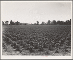 Check row planted cotton. Touchberry Plantation, Issaquena County, Mississippi. This method, long used in corn in order to permit cross cultivation, eliminates as much as two thirds of the usual hand hoeing costs