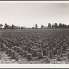 Check row planted cotton. Touchberry Plantation, Issaquena County, Mississippi. This method, long used in corn in order to permit cross cultivation, eliminates as much as two thirds of the usual hand hoeing costs