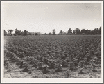 Check row planted cotton. Touchberry Plantation, Issaquena County, Mississippi. This method, long used in corn in order to permit cross cultivation, eliminates as much as two thirds of the usual hand hoeing costs