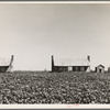 Dog run cabins of the Mississippi Delta. This plantation has been mechanized and these cabins abandoned