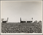 Dog run cabins of the Mississippi Delta. This plantation has been mechanized and these cabins abandoned