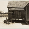 Home of tenant farmer near Newport, Oklahoma