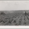 Tractors cultivating cotton. Twenty-two tractors have replaced 130 tenant families on the Aldridge Plantation, near Leland, Mississippi