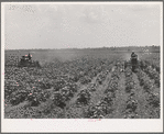 Tractors cultivating cotton. Twenty-two tractors have replaced 130 tenant families on the Aldridge Plantation, near Leland, Mississippi