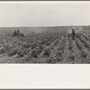 Tractors cultivating cotton. Twenty-two tractors have replaced 130 tenant families on the Aldridge Plantation, near Leland, Mississippi