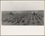 Tractors cultivating cotton. Twenty-two tractors have replaced 130 tenant families on the Aldridge Plantation, near Leland, Mississippi