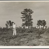 A crew of 200 hoers were brought to the Aldridge Plantation to hoe cotton at a dollar a day. Many of these are ex-tenant farmers