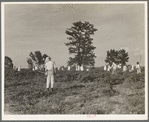 A crew of 200 hoers were brought to the Aldridge Plantation to hoe cotton at a dollar a day. Many of these are ex-tenant farmers