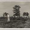 A crew of 200 hoers were brought to the Aldridge Plantation to hoe cotton at a dollar a day. Many of these are ex-tenant farmers