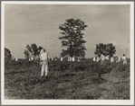 A crew of 200 hoers were brought to the Aldridge Plantation to hoe cotton at a dollar a day. Many of these are ex-tenant farmers