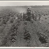 Tractor on the Aldridge Plantation, Mississippi. One man and a four-row cultivator does the work of eight men and eight mules under the one man-one mule system which is still common