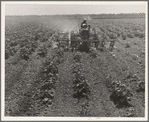 Tractor on the Aldridge Plantation, Mississippi. One man and a four-row cultivator does the work of eight men and eight mules under the one man-one mule system which is still common