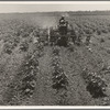 Tractor on the Aldridge Plantation, Mississippi. One man and a four-row cultivator does the work of eight men and eight mules under the one man-one mule system which is still common