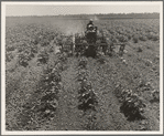 Tractor on the Aldridge Plantation, Mississippi. One man and a four-row cultivator does the work of eight men and eight mules under the one man-one mule system which is still common