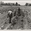Tractor operator on the Aldridge Plantation near Leland Mississippi. These young Negroes drive tractors for one dollar and twenty-five cents a day and cabin