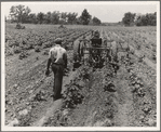 Tractor operator on the Aldridge Plantation near Leland Mississippi. These young Negroes drive tractors for one dollar and twenty-five cents a day and cabin