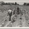 Tractor operator on the Aldridge Plantation near Leland Mississippi. These young Negroes drive tractors for one dollar and twenty-five cents a day and cabin